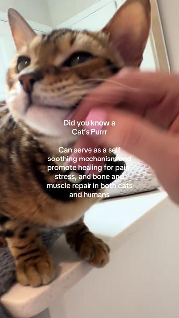 @cleochanelthebengal