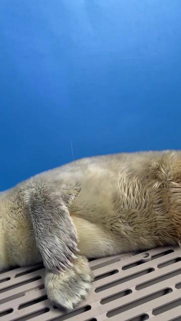@Marine Mammal Rescue Society
