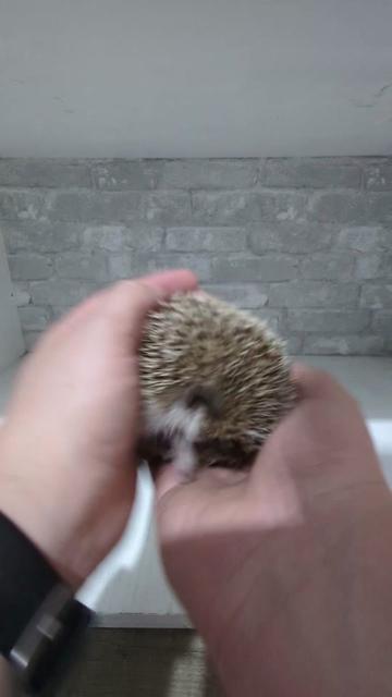 @hedgehogprecision