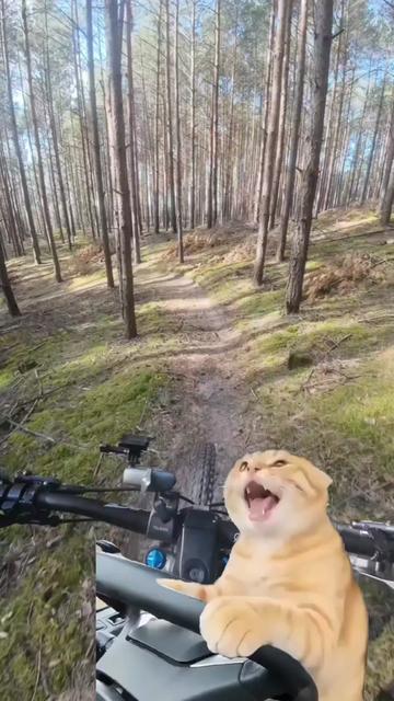 @CovalWolf