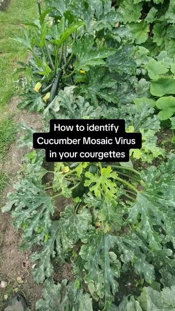 @GrowFruitandVeg