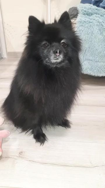 @dog_chip