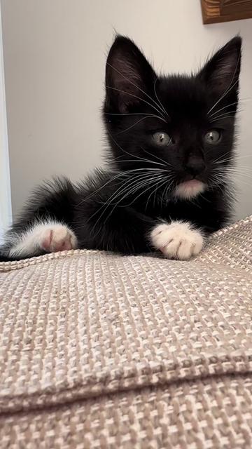 @bffs | brie’s feline friends
