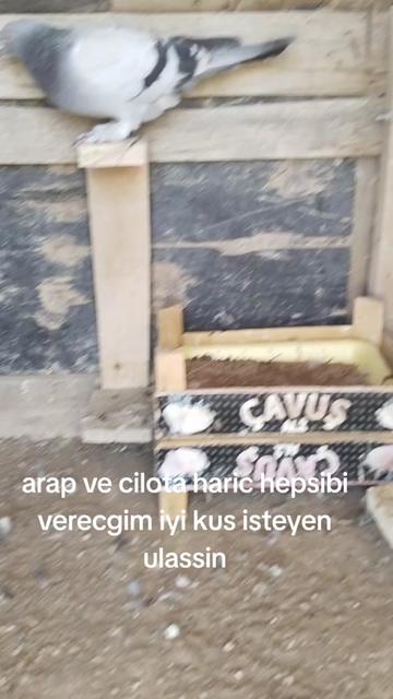 @🎲🎲oyunkusu.kirsehir40🎲🎲
