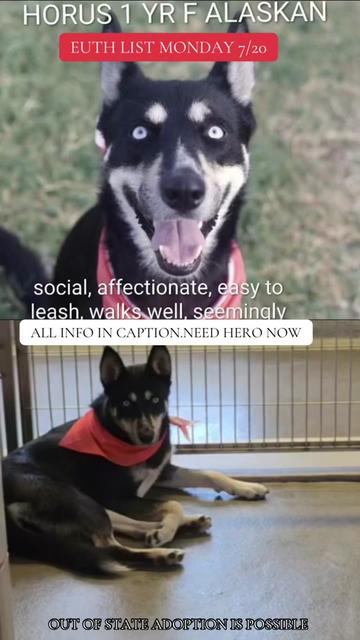 @@rescuedogs911