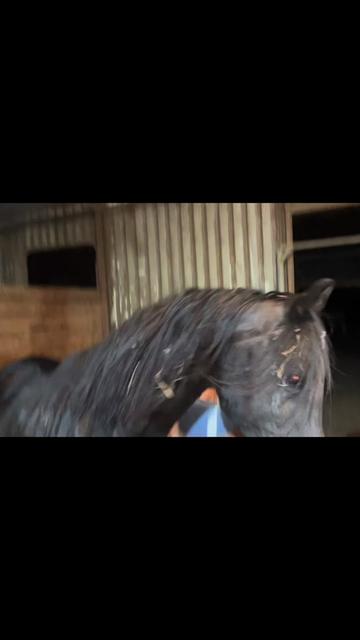 @arabianrescuetherapy