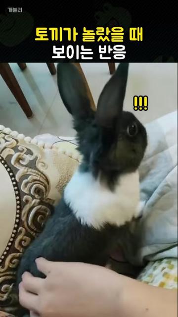 @개블리