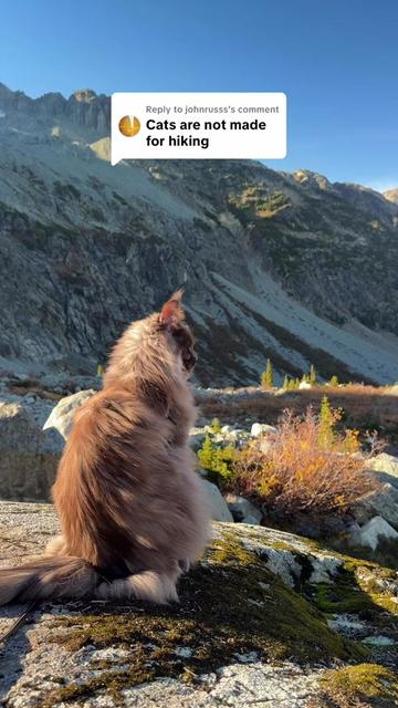 @Mugen the Maine Coon 🇨🇦