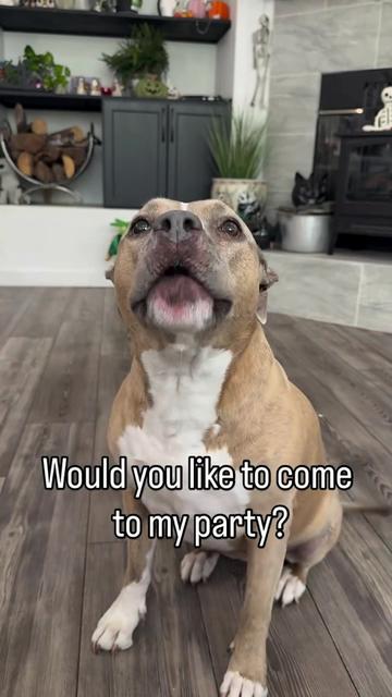 @Indie.pittie
