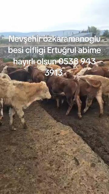 @tekin75aras2