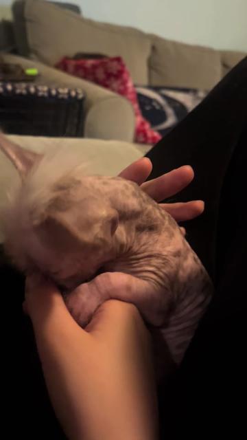@Chinese Crested Cuties