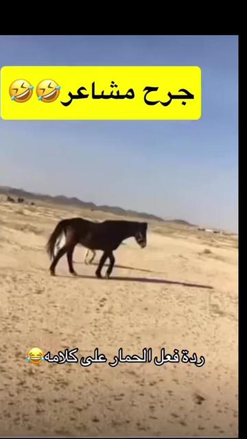 @ا꙰لـــــــ🇾🇪ـج☬👑ـوارح