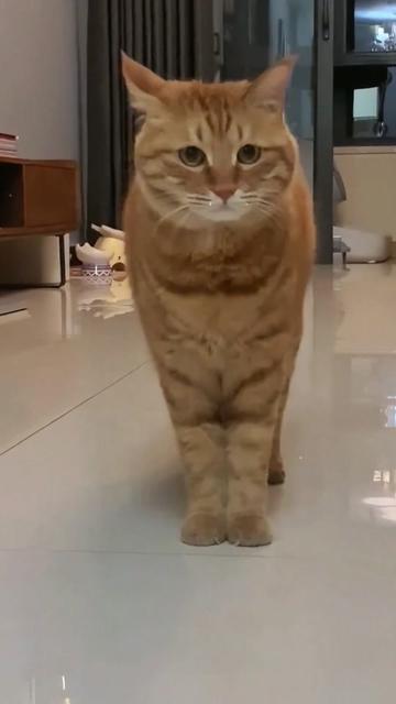 @Cute_kitten