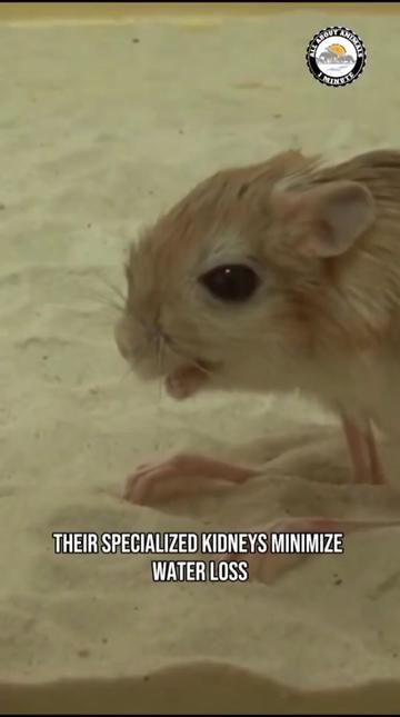 @ALL ABOUT ANIMALS