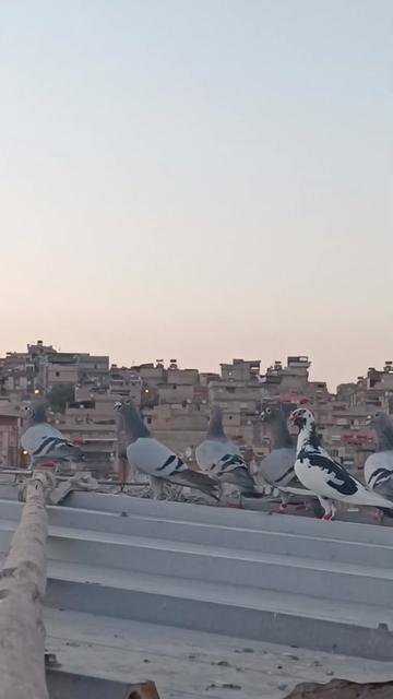 @orhanpolat270