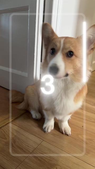 @Monty the Pembroke Welsh Corgi