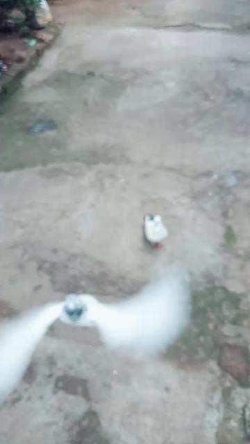 @Aquib Mohammad