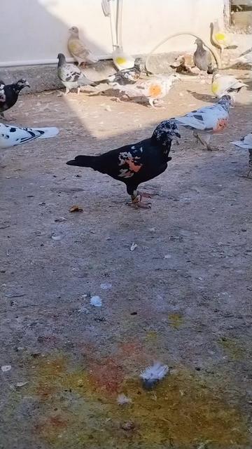 @&Ccedil;İLOĞLU KLASİĞİ