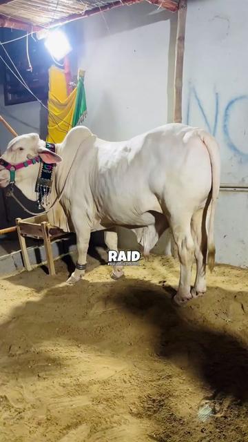 @Raid by Karachi Mandi Scnz