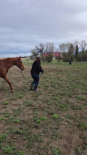@Barrel Racing Journey