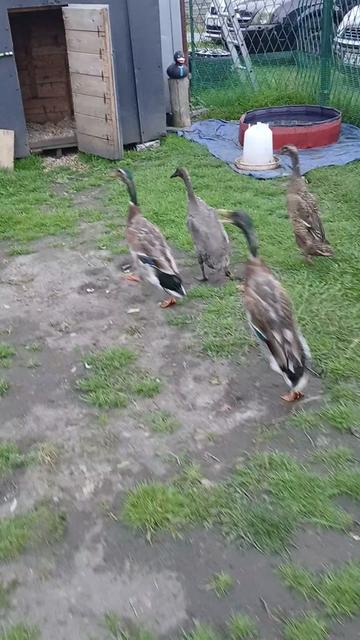 @Kaczogr&oacute;d u Milki🦆🦆🦆🦆