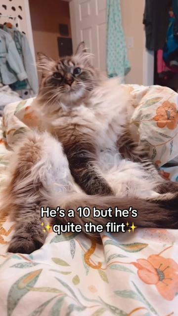 @My Cat Is People 🇨🇦