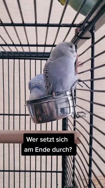 @Cingöz & Friends
