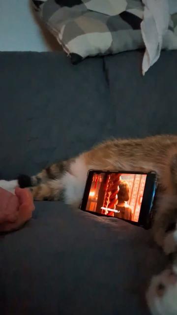 @Miss Mia the Tabby Cat