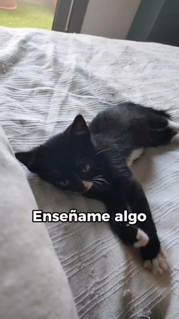 @Cooper, Arya, Aru y Sully 🐾