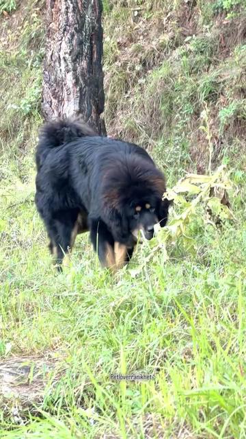 @Kashmiri_Bakrwal_Dog