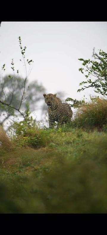 @Thornybush