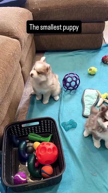 @Ontario Pomsky Puppies