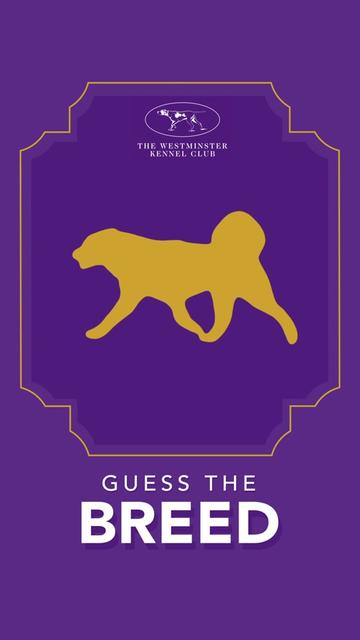 @Westminster Kennel Club