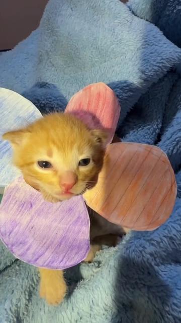 @kloutkittens