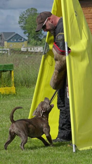 @IGP Dog Mando