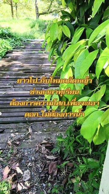 @หม้อดิน