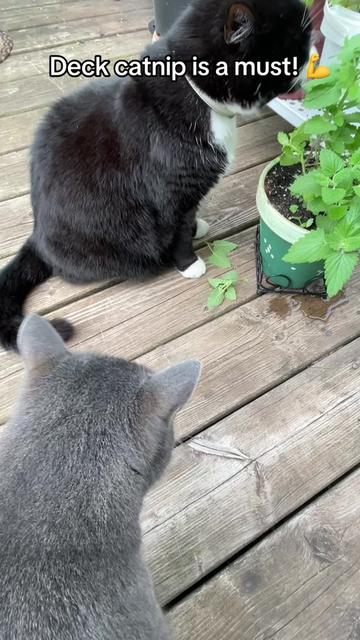@Reznor_the_cat🪽