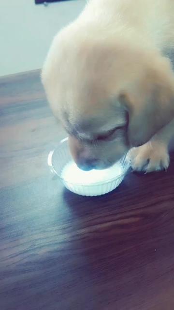 @chirag_vekariyaa