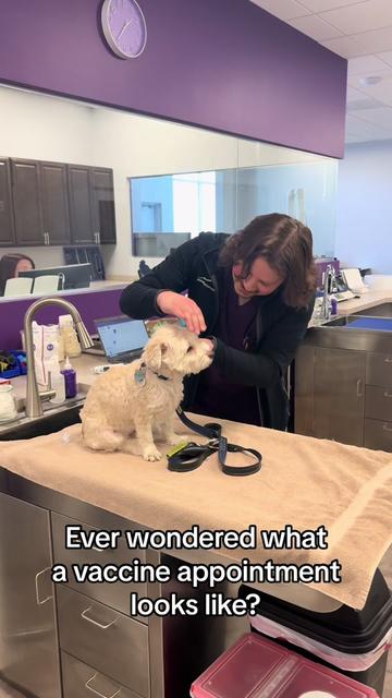 @Summit Veterinary Care