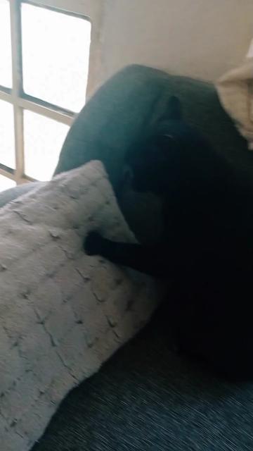 @CutiesCat House