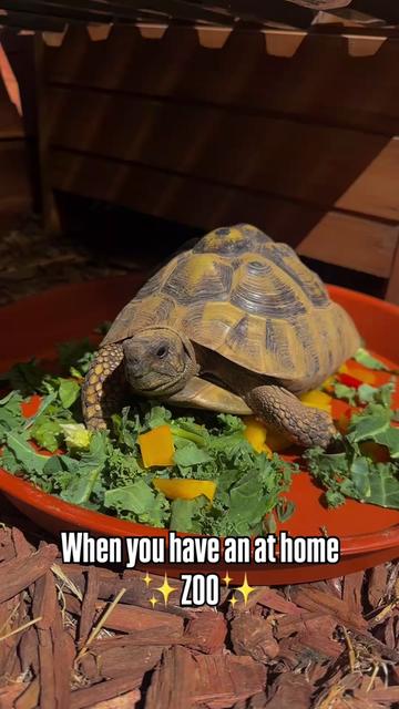 @Lil_desert_hobo