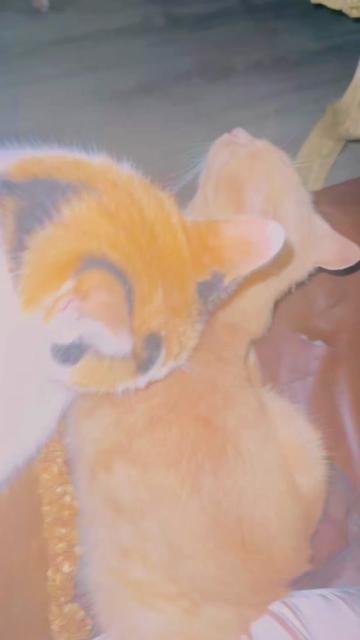 @pantherthecat_05