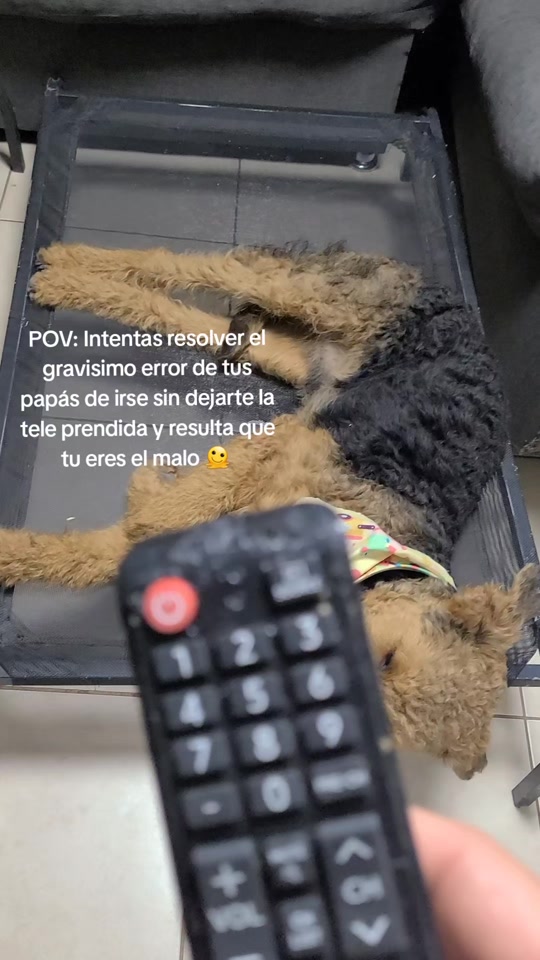 @Trufa Y Máximo🐾Airedales