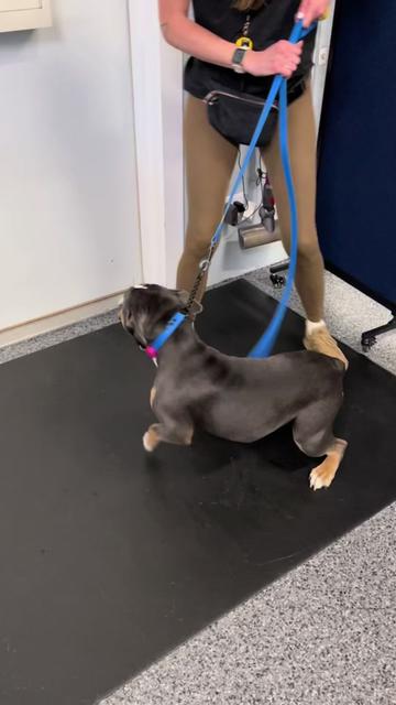 @Chicagoland Dog Training