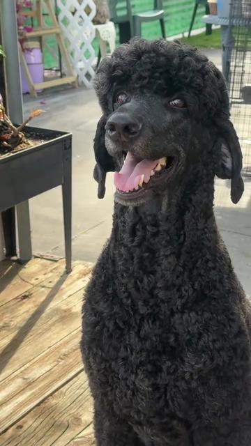 @packwalkdiaries