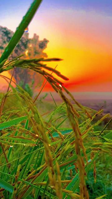 @🌾میں۔ میرا۔ پنڈ🎋