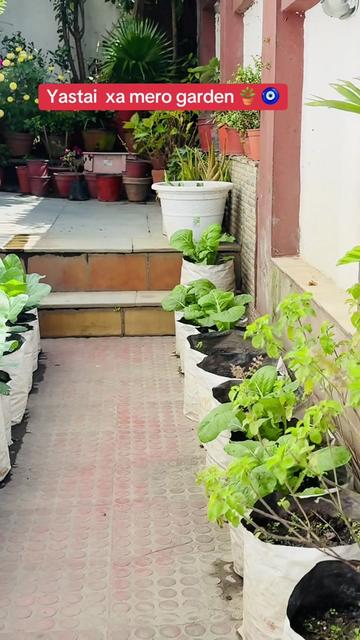 @Renuka baduwal