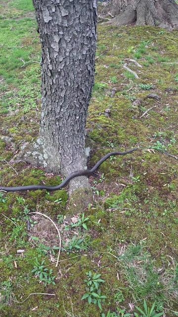 @Micro Man