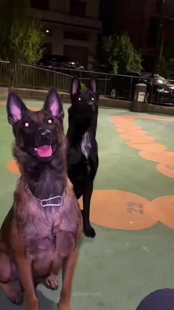 @The pet post