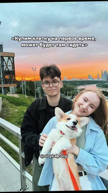 @Слойка корги